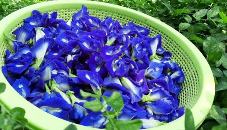 Cây dại ở bờ rào xưa không ai ngó ngàng nay thành đặc sản nổi tiếng người thành phố thích mê giá đắt vẫn được ưa chuộng - 2