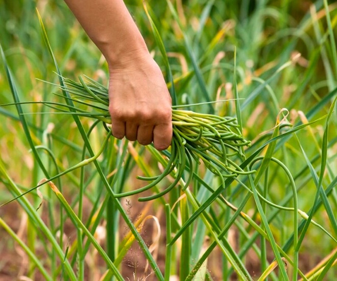 Cây dại tưởng không ăn được nay thành món ăn đặc sản có hương vị đặc biệt dân thành phố thích mê - 1