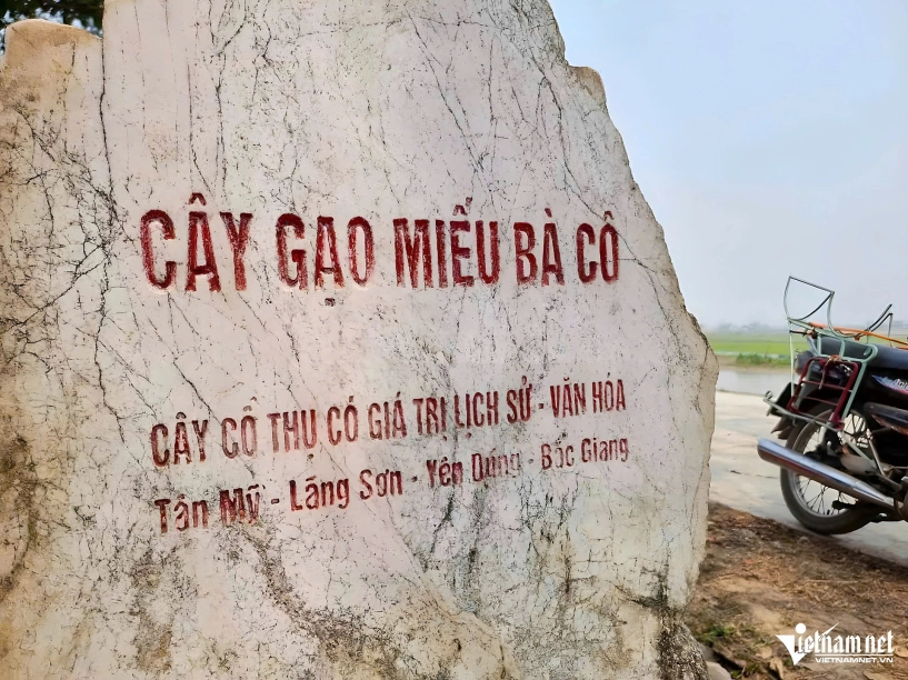 Cây gạo 200 tuổi ở bắc giang nở hoa rực rỡ khách đến đông ô tô đỗ dọc triền đê - 4