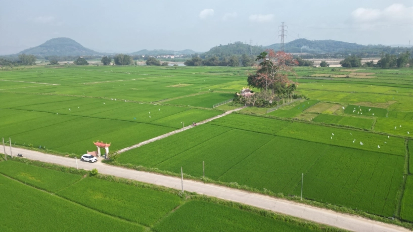 Cây gạo trăm năm nở rực bên bến đò xưa sông trà khúc - 1