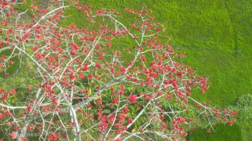 Cây gạo trăm năm nở rực bên bến đò xưa sông trà khúc - 3