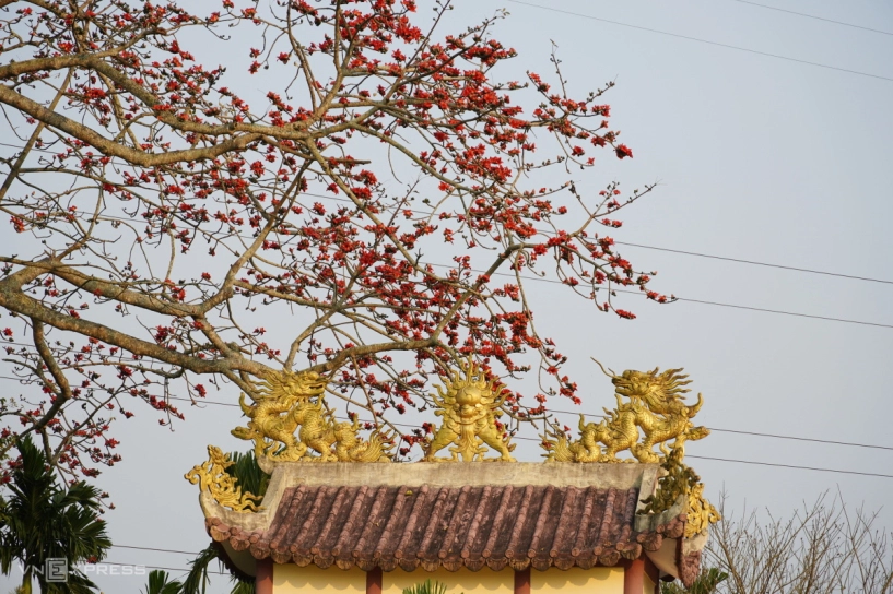 Cây gạo trăm năm nở rực bên bến đò xưa sông trà khúc - 6