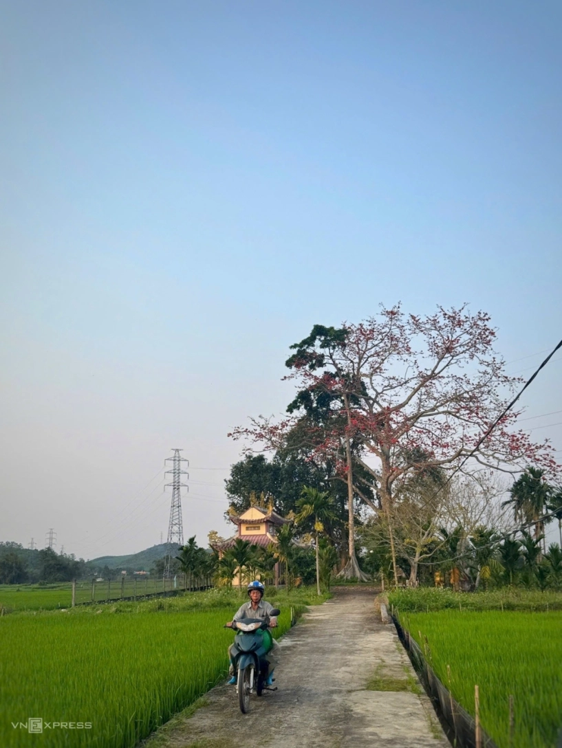 Cây gạo trăm năm nở rực bên bến đò xưa sông trà khúc - 9