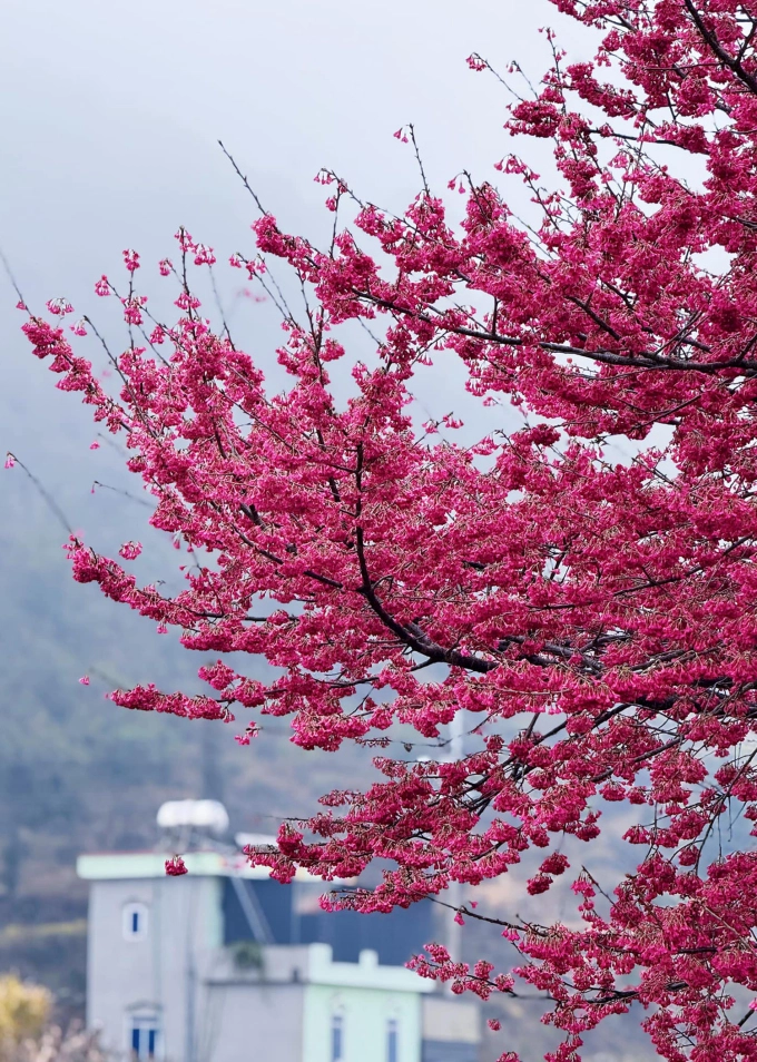 Cây mai anh đào đỏ hà giang hút khách sau tết - 1