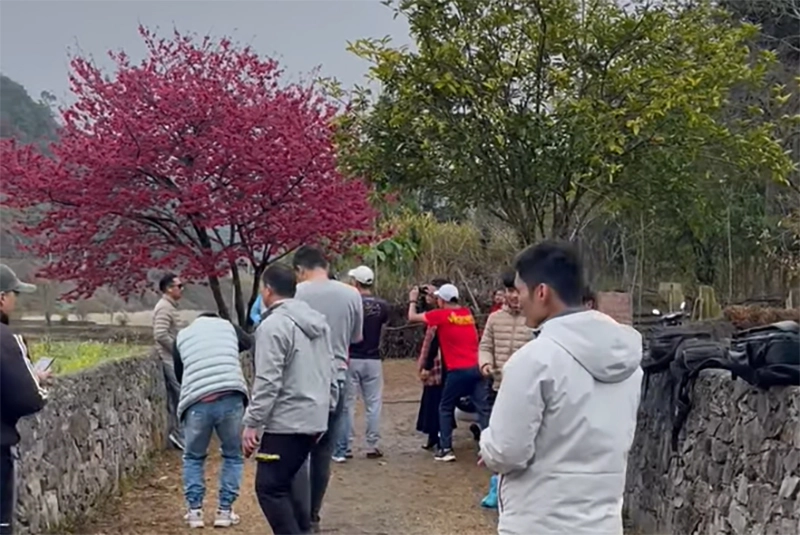 Cây mai anh đào đỏ hà giang hút khách sau tết - 4