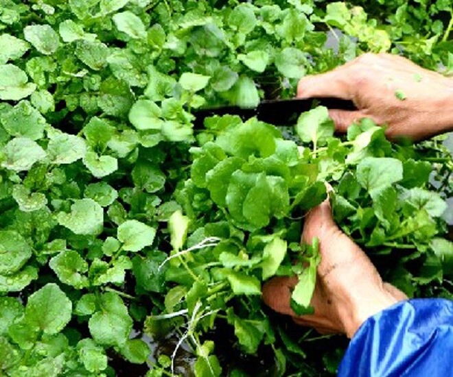 Cây mọc dại ở bờ mương thành đặc sản dân thành phố ưa chuộng vì hương vị lạ trồng 45 ngày là thu hoạch - 1