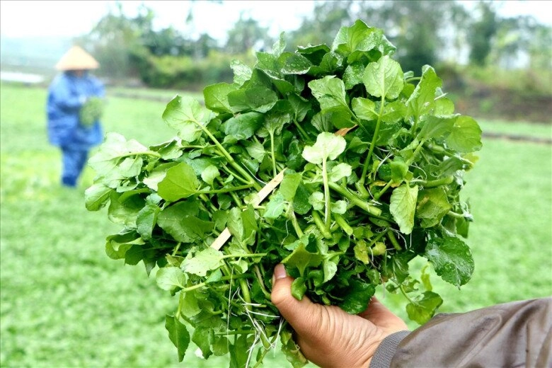 Cây mọc dại ở bờ mương thành đặc sản dân thành phố ưa chuộng vì hương vị lạ trồng 45 ngày là thu hoạch - 2