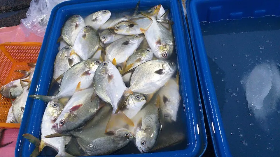 Chợ cá tồn tại mấy trăm năm giữa lòng phan thiết là một trong những nơi bán hải sản ngon-bổ-rẻ bậc nhất - 5