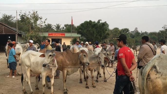 Chợ lạ ở an giang chỉ bán duy nhất một mặt hàng ban đầu chỉ là chợ tạm giờ thành trung tâm lớn bậc nhất - 3