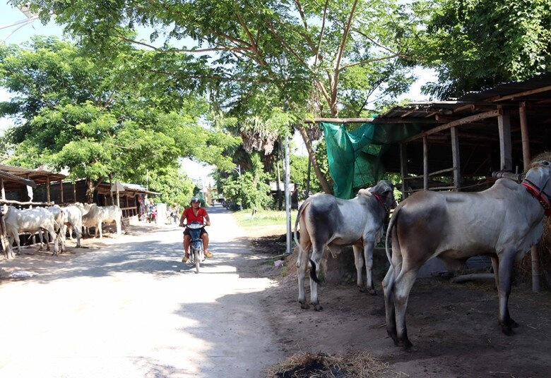 Chợ lạ ở an giang chỉ bán duy nhất một mặt hàng ban đầu chỉ là chợ tạm giờ thành trung tâm lớn bậc nhất - 5