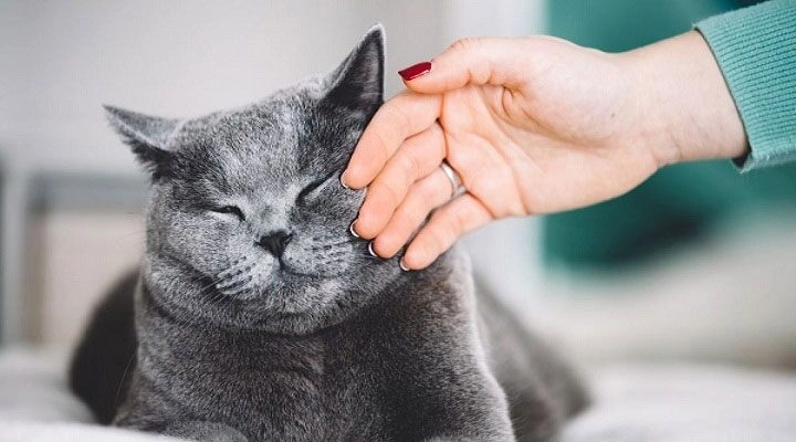 Chó mèo bỏ ăn liên tục các con sen học ngay những cách này để bảo vệ thú cưng trước căn bệnh tâm lý - 4