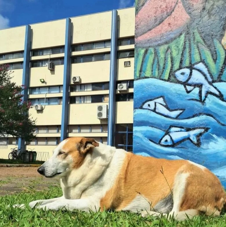 Chú chó bất ngờ trở thành ngôi sao ở brazil là phó hiệu trưởng danh dự sở hữu tài khoản instagram hơn 21k người theo dõi - 2
