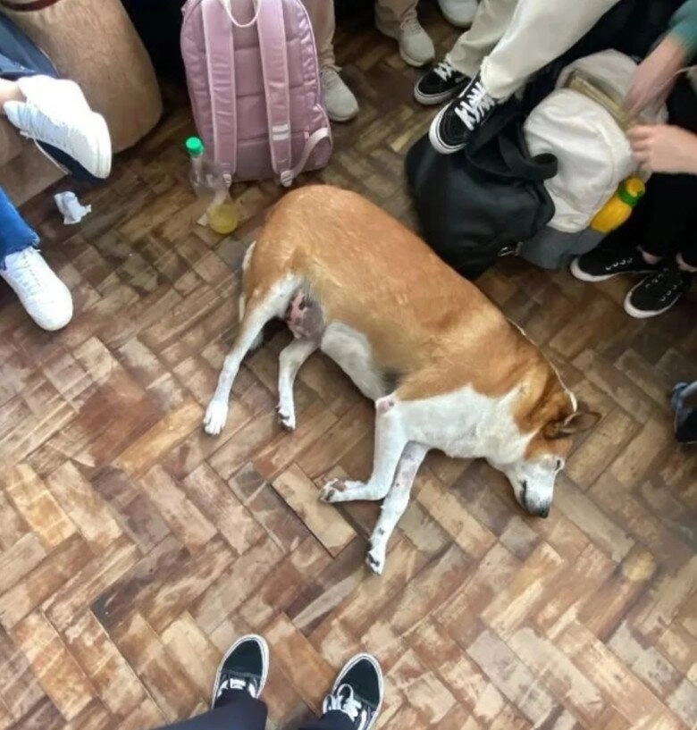 Chú chó bất ngờ trở thành ngôi sao ở brazil là phó hiệu trưởng danh dự sở hữu tài khoản instagram hơn 21k người theo dõi - 3