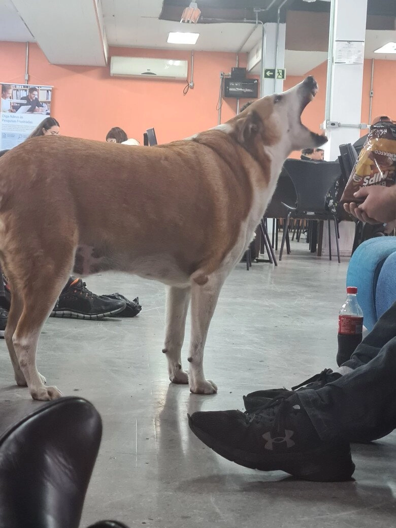 Chú chó bất ngờ trở thành ngôi sao ở brazil là phó hiệu trưởng danh dự sở hữu tài khoản instagram hơn 21k người theo dõi - 6