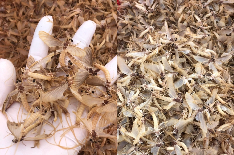 Côn trùng lạ được ví như đặc sản trời ban ở hà nội khách khen ngon hơn tôm - 1