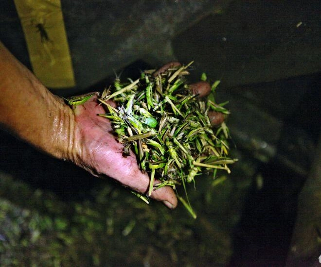 Côn trùng phá hại mùa màng giờ mệnh danh là tôm bay vị ngon hơn thịt gà chị em lùng mua bằng được - 1