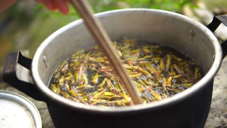 Côn trùng phá hại mùa màng giờ mệnh danh là tôm bay vị ngon hơn thịt gà chị em lùng mua bằng được - 2