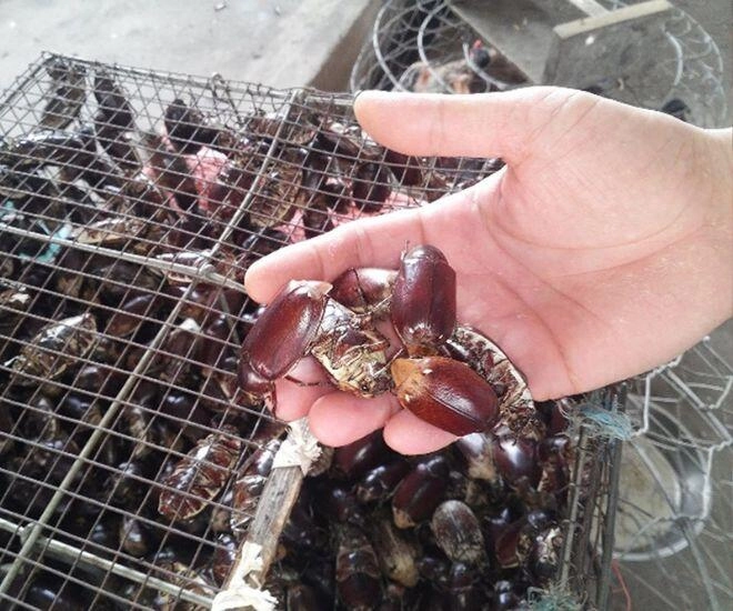 Con vật khiến nhiều người sợ chết khiếp là đặc sản gây nghiện của an giang xưa chỉ người nghèo ăn nay ai cũng lùng mua - 1