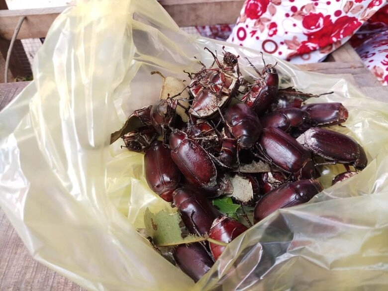 Con vật khiến nhiều người sợ chết khiếp là đặc sản gây nghiện của an giang xưa chỉ người nghèo ăn nay ai cũng lùng mua - 2