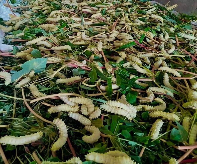 Con vật khiến nhiều người sợ mất vía hóa ra là đặc sản trứ danh phú thọ được mệnh danh là sâm nhung đồng quê - 1
