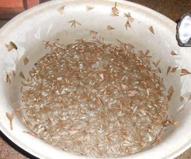 Con vật nhìn rợn gai ốc nhiều người xua đuổi lại là đặc sản của người quảng nam mang hương vị của lòng hiếu thảo - 1