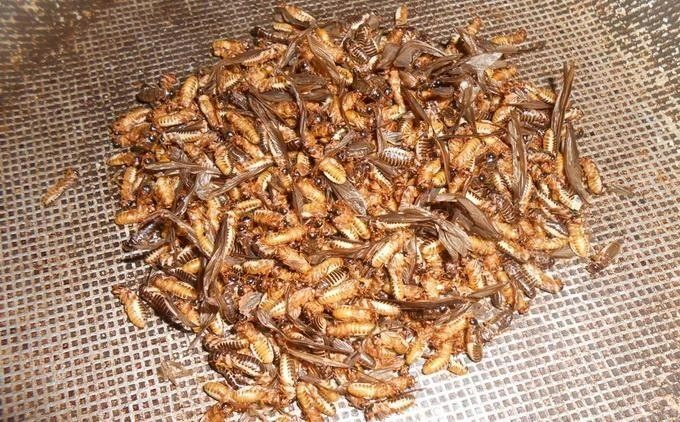 Con vật nhìn rợn gai ốc nhiều người xua đuổi lại là đặc sản của người quảng nam mang hương vị của lòng hiếu thảo - 2