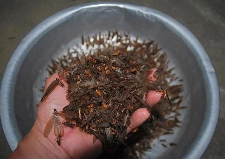 Con vật nhìn rợn gai ốc nhiều người xua đuổi lại là đặc sản của người quảng nam mang hương vị của lòng hiếu thảo - 3