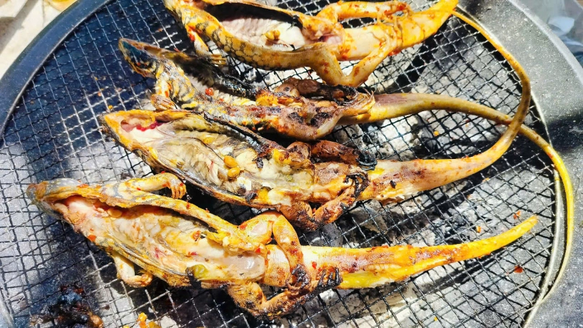 Đặc sản 4 chân đuôi dài thượt ở bình thuận thịt săn chắc ngọt thơm hơn thịt gà - 10