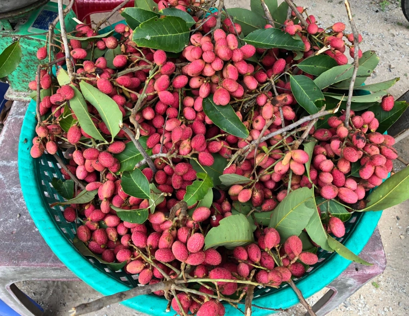Đặc sản an giang nửa như chôm chôm nửa giống vải 3 năm ra trái 1 lần - 2