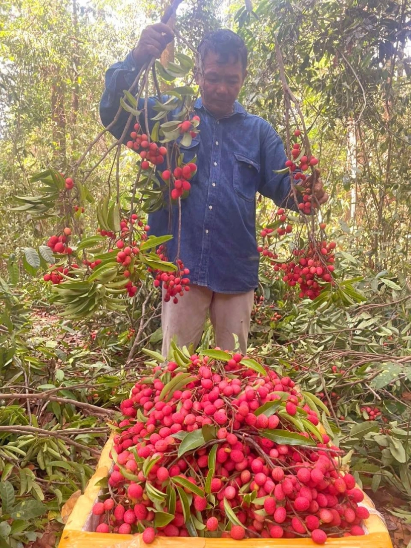 Đặc sản an giang nửa như chôm chôm nửa giống vải 3 năm ra trái 1 lần - 3