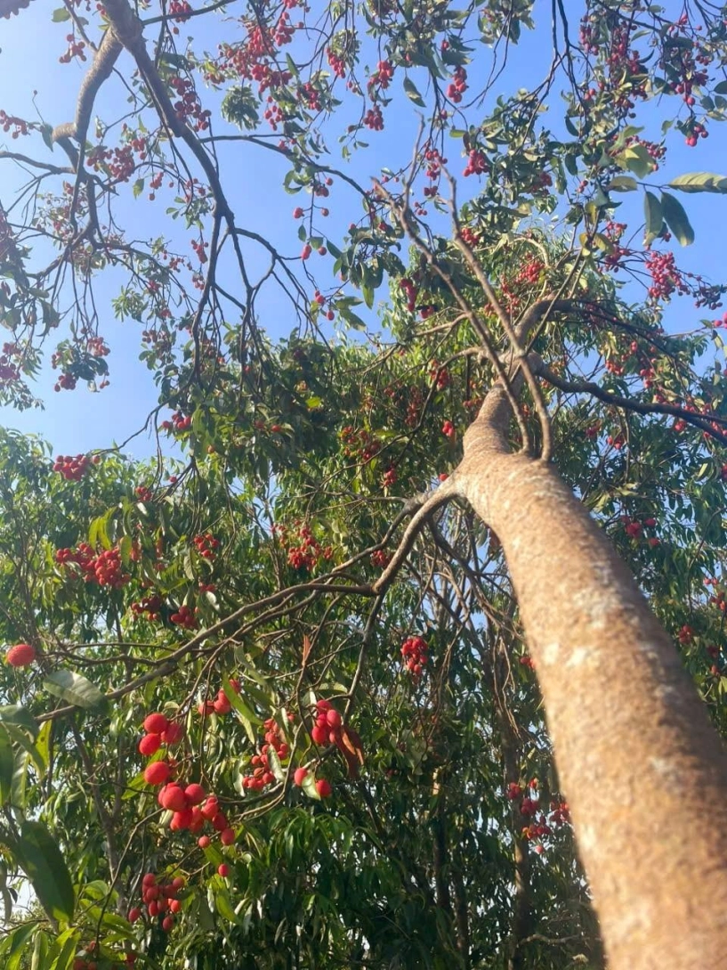 Đặc sản an giang nửa như chôm chôm nửa giống vải 3 năm ra trái 1 lần - 4