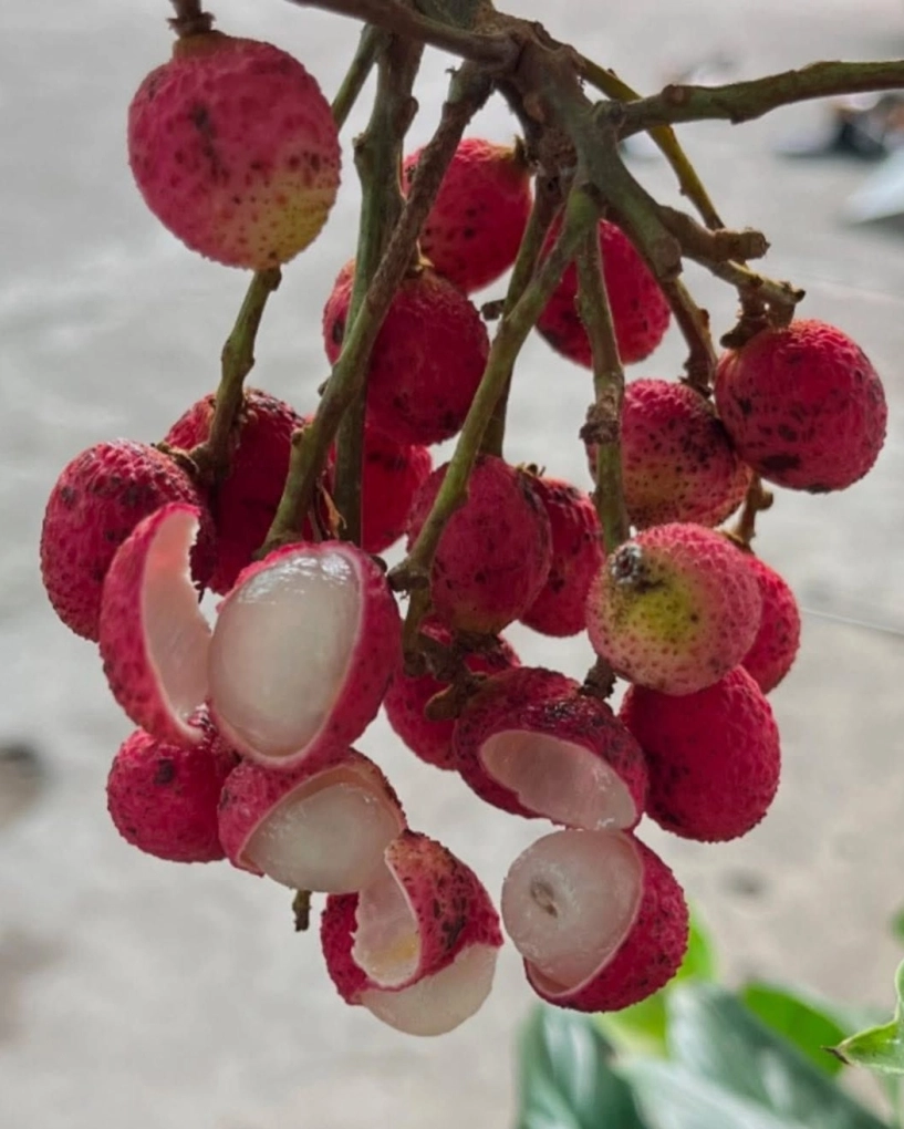Đặc sản an giang nửa như chôm chôm nửa giống vải 3 năm ra trái 1 lần - 7