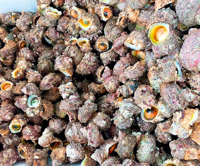 Đặc sản ẩn mình trong khe đá được ví như lộc trời nay được dân thành phố ưa chuộng vì hương vị lạ ai cũng mê - 1