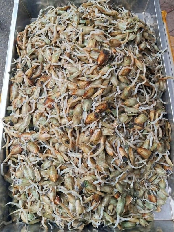 đặc sản chân dài foodtour hải phòng nhiều người mắt sưng húp - 3