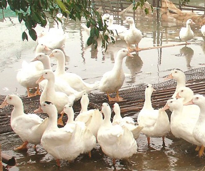 Đặc sản chỉ có ở quảng ninh có tên kỳ cục xưa không ai biết đến nay người thành phố săn lùng hương vị lạ - 1