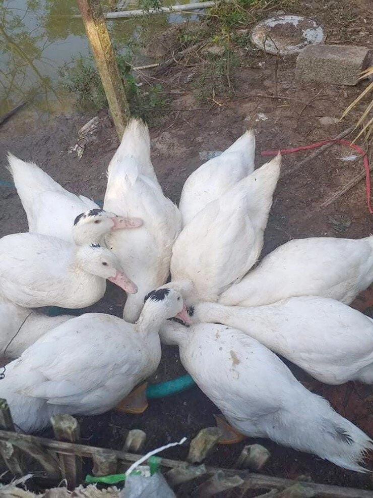 Đặc sản chỉ có ở quảng ninh có tên kỳ cục xưa không ai biết đến nay người thành phố săn lùng hương vị lạ - 2