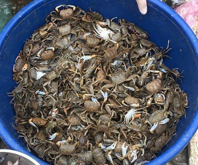 Đặc sản chỉ có ở thanh hóa đem nấu canh ăn một lần là mê mẩn người dân phải lấm bùn mới bắt được - 1