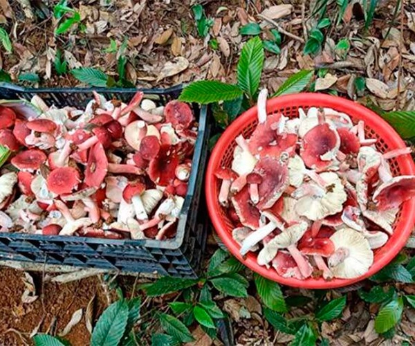 Đặc sản có tên rất lạ chỉ xuất hiện ban đêm xưa không ai biết đến nay thành đặc sản nổi tiếng có hương vị đặc biệt - 1