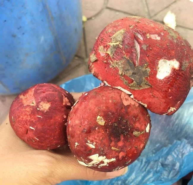 Đặc sản có tên rất lạ chỉ xuất hiện ban đêm xưa không ai biết đến nay thành đặc sản nổi tiếng có hương vị đặc biệt - 2