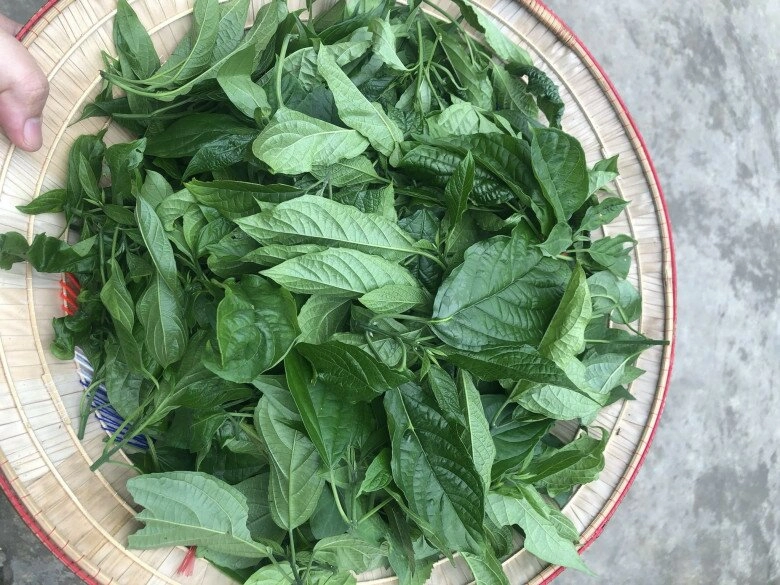 Đặc sản được xem là lộc trời ở miền bắc chỉ dành đãi khách quý dân thành phố lùng mua nhưng cực hiếm có - 2