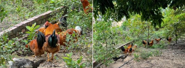 Đặc sản gà mọc râu trên đảo hoang sơ ở quảng ninh da vàng giòn thịt thơm nức - 4