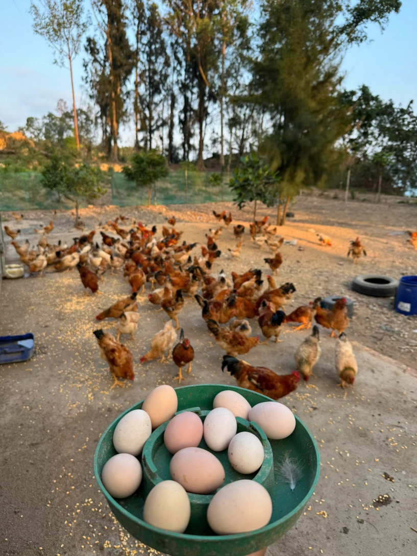 Đặc sản gà mọc râu trên đảo hoang sơ ở quảng ninh da vàng giòn thịt thơm nức - 5