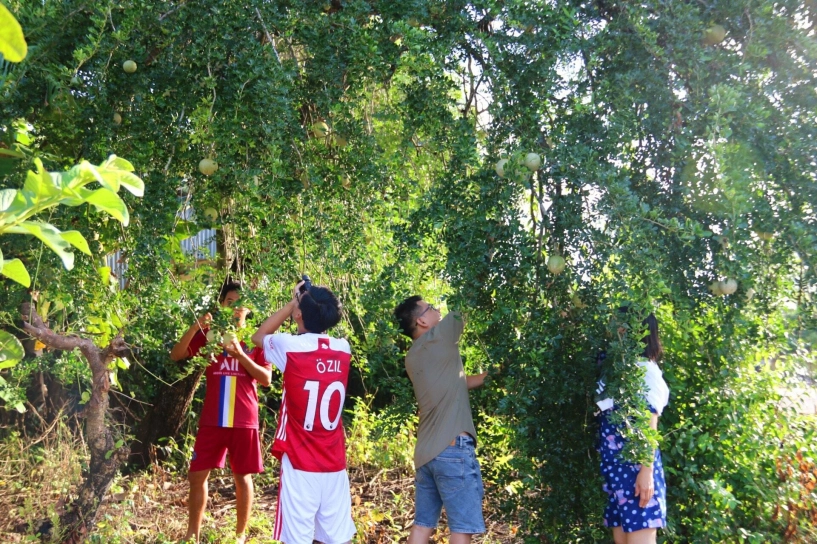 Đặc sản miền tây vỏ mốc trắng ruột đen như bị hỏng mùi lạ nhưng nhiều người mê - 4