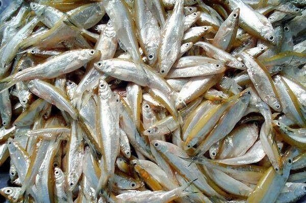 Đặc sản mỗi năm chỉ có một mùa xưa dành cho người nghèo nay được dân thành phố ưa chuộng vì hương vị lạ - 3