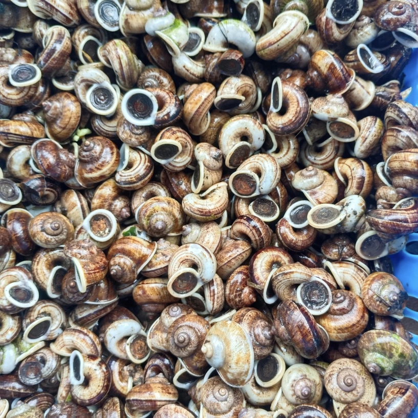 Đặc sản mùa hè ở ninh bình ăn giòn sần sật ngon hơn vào ngày mưa - 1