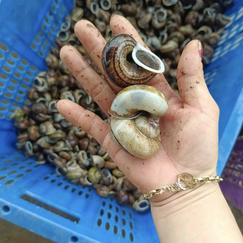Đặc sản mùa hè ở ninh bình ăn giòn sần sật ngon hơn vào ngày mưa - 2