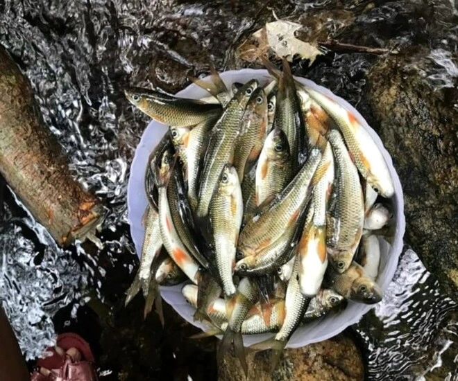 Đặc sản nghệ an sống ở khe đá xưa rẻ như cho nay thành đặc sản khoái khẩu giá đắt đỏ dân thành phố ưa chuộng - 1