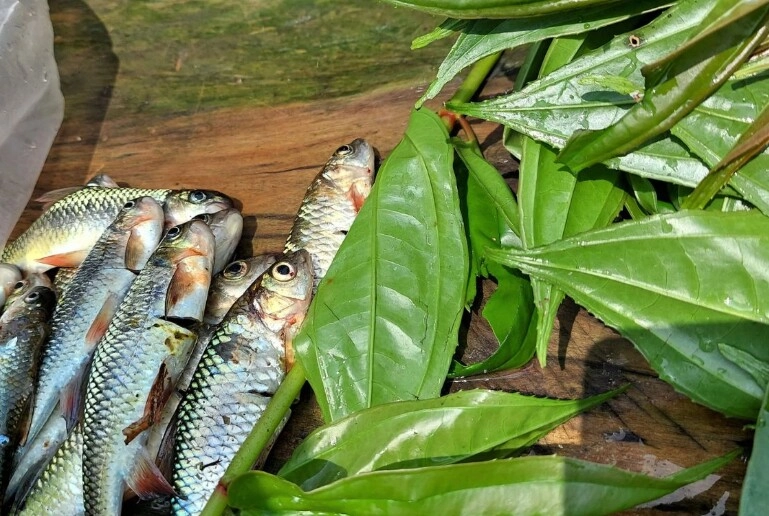 Đặc sản nghệ an sống ở khe đá xưa rẻ như cho nay thành đặc sản khoái khẩu giá đắt đỏ dân thành phố ưa chuộng - 2