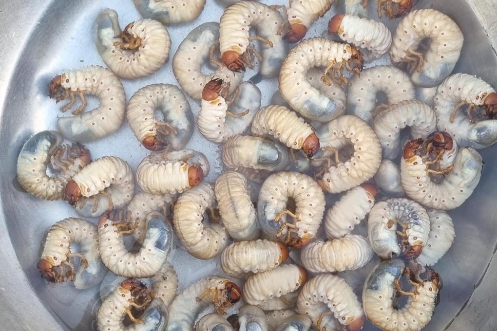 Đặc sản nhìn sợ khiếp vía xưa không ai dám ăn nay thành món khoái khẩu của người thành phố hương vị đặc biệt - 3
