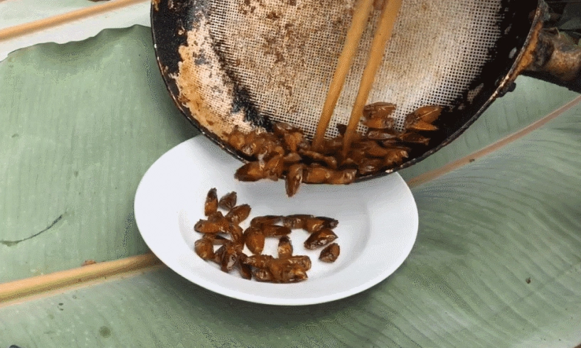 Đặc sản tây bắc chế biến từ loài côn trùng khách sợ xanh mặt ăn lại khen ngon - 3